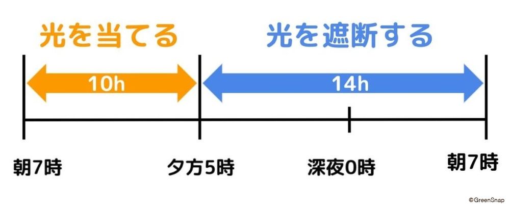 ポインセチアを赤くする方法(短日処理)