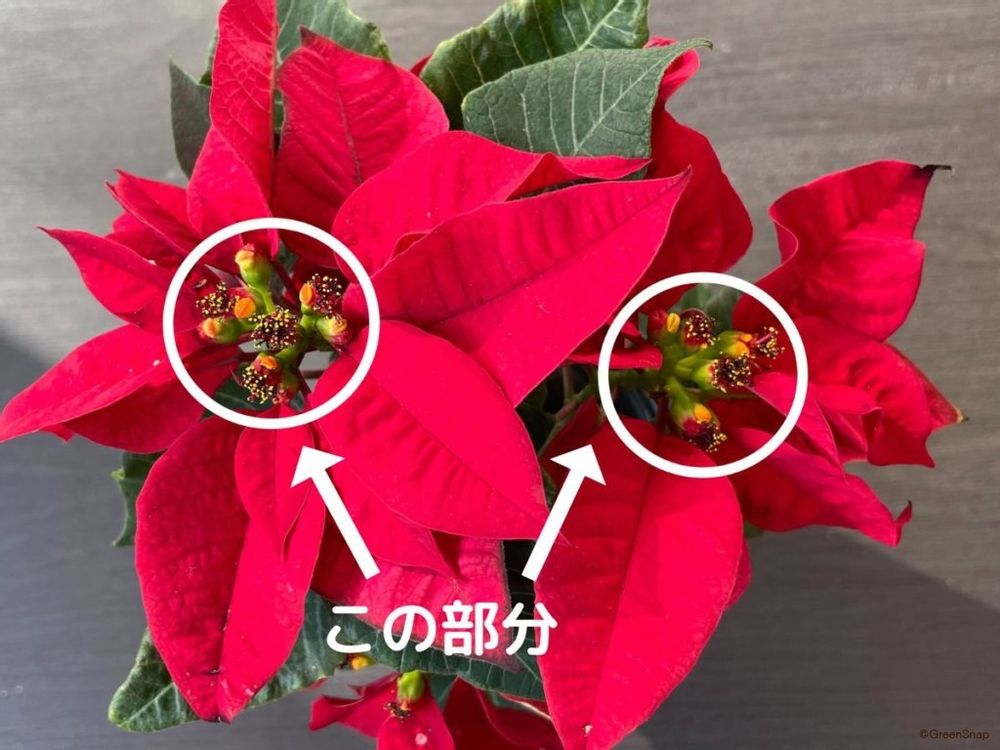 ポインセチアの花はどこ? 中央のつぼみ部分