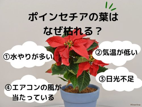 写真解説 ポインセチアの育て方 枯れる原因や水やり 挿し木 植え替えのコツは Greensnap グリーンスナップ