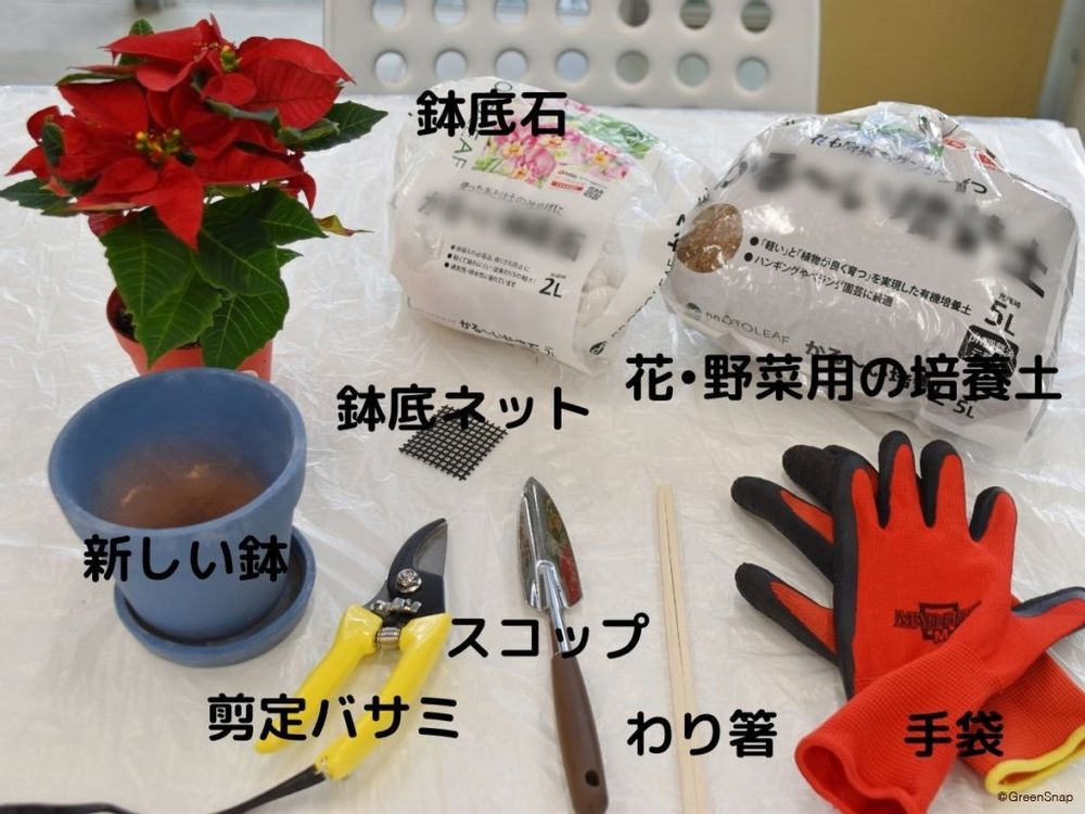 ポインセチアの植え替えで必要な道具
