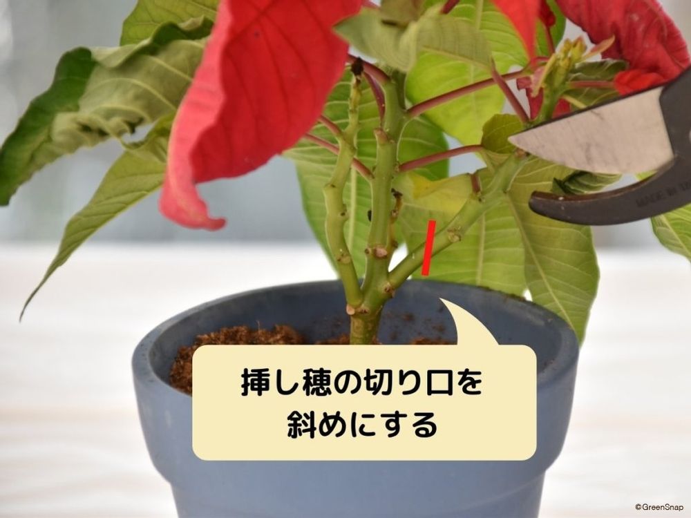 ポインセチアの挿し木方法 挿し穂の切り方