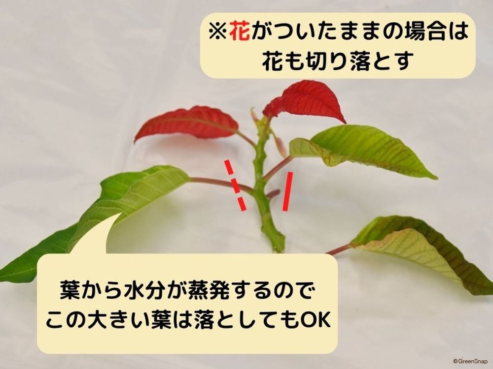 ポインセチアの挿し木方法 葉を2〜3枚にする