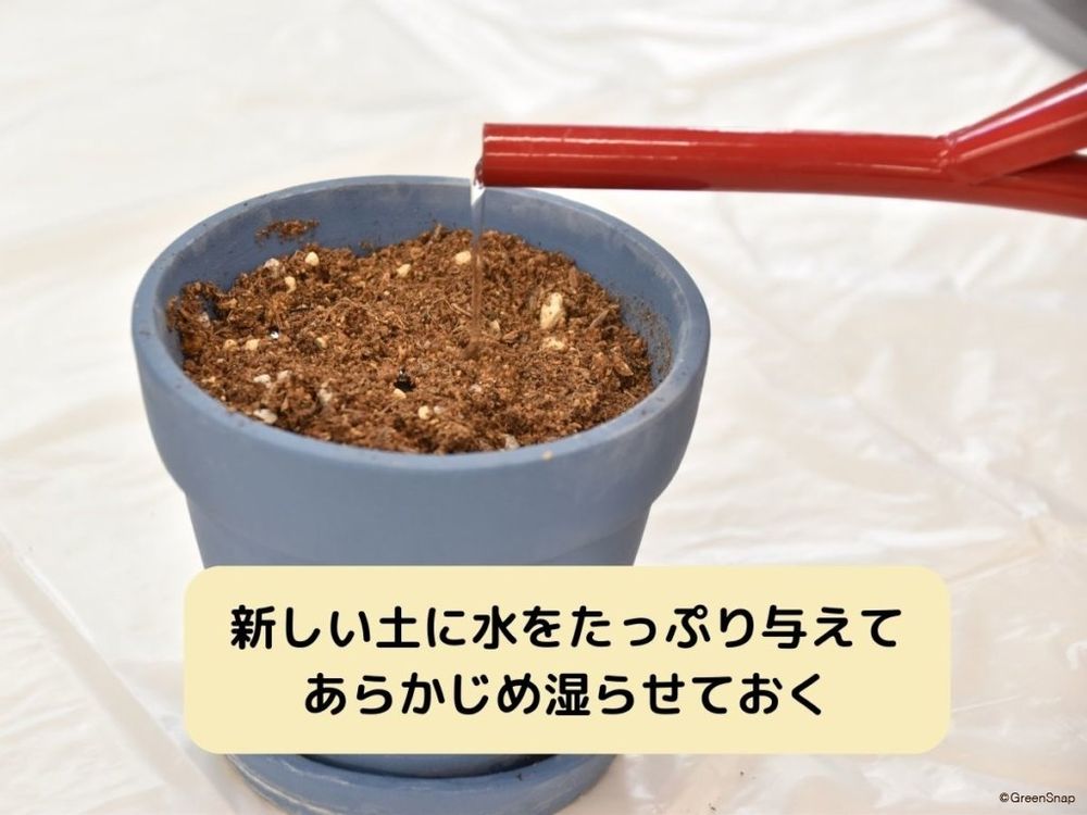 ポインセチアの挿し木方法 土を湿らせておく