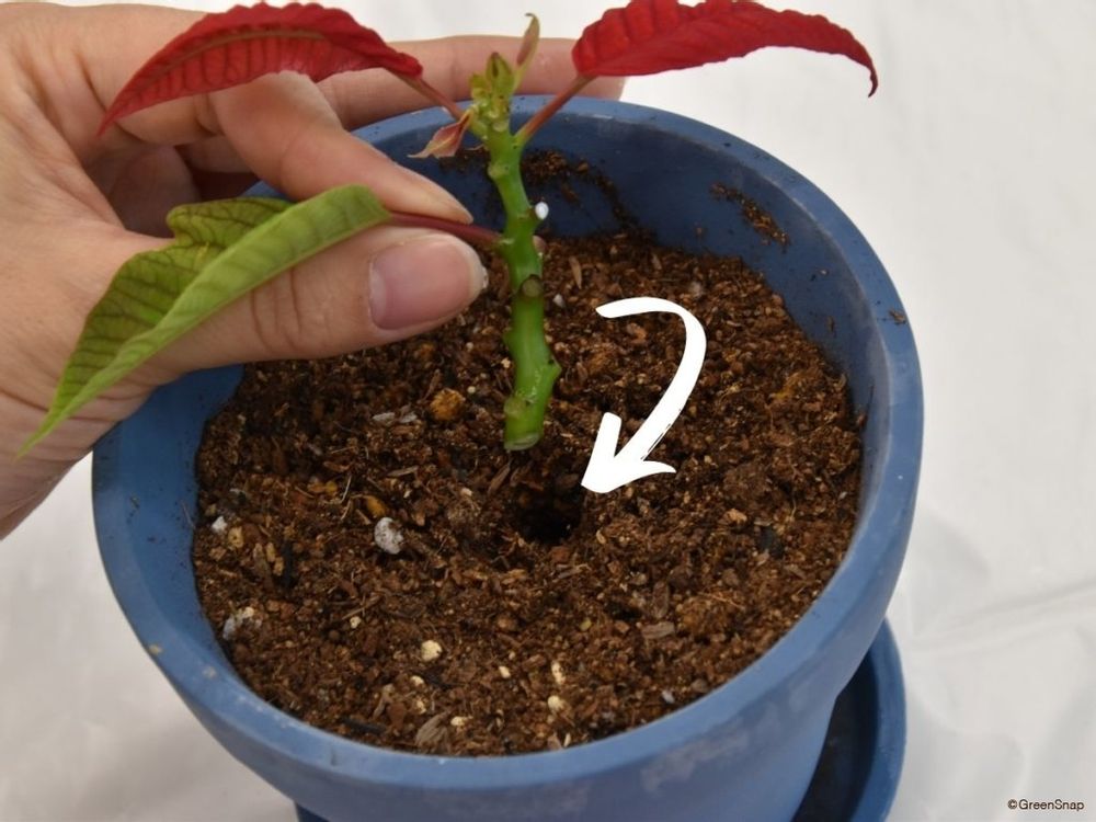 ポインセチアの挿し木方法 挿し穂を土に挿す