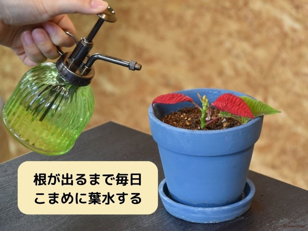 ポインセチアの挿し木方法 根が出るまで葉水する