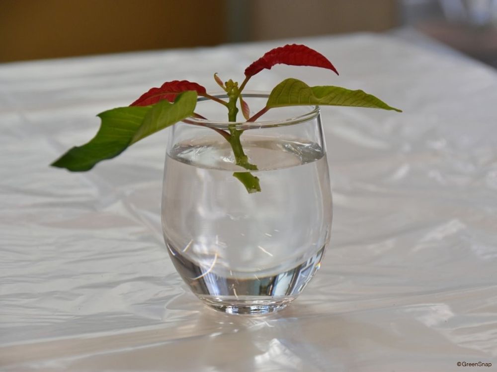 ポインセチアの挿し木方法 挿し穂の根を1時間水に浸す