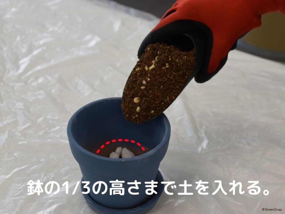 ポインセチアの植え替え 土を入れる