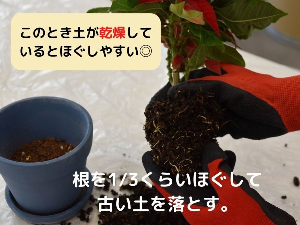 ポインセチアの植え替え 根を3分の1ほどほぐす