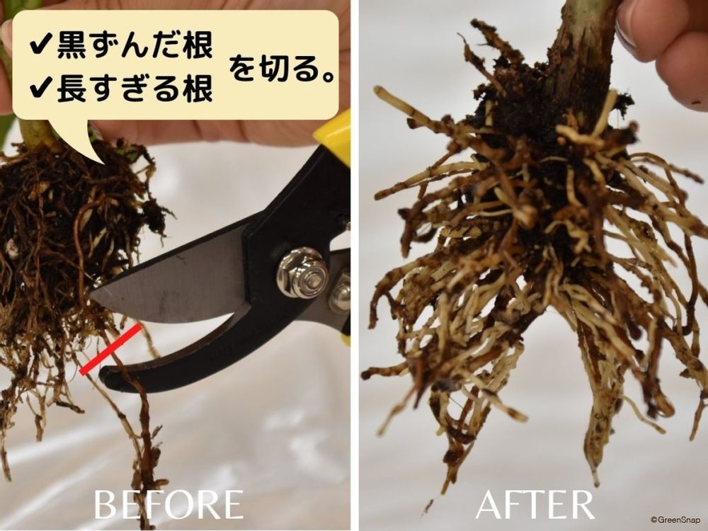 ポインセチアの植え替え 古い根を切る