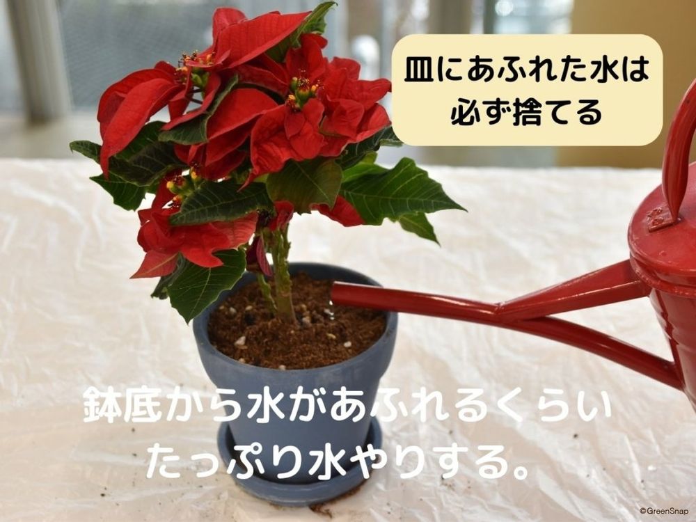 ポインセチアの植え替え 水やりをする