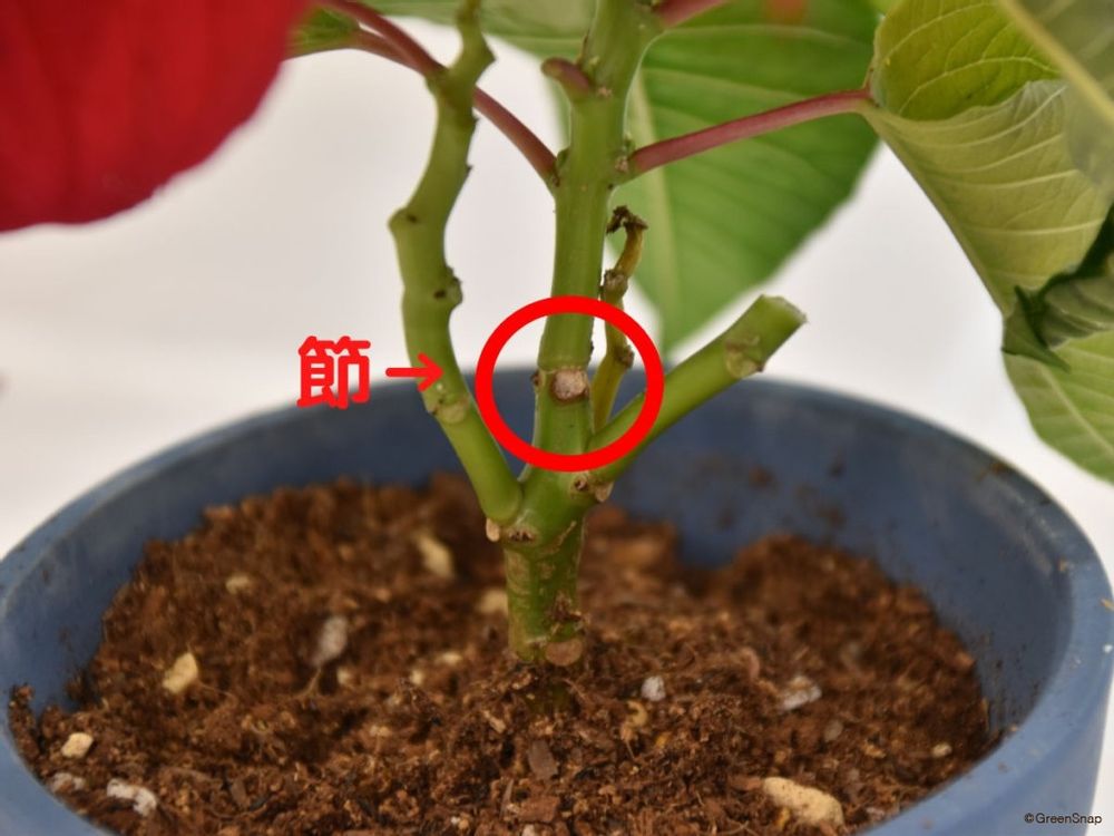 ポインセチアの剪定 節の場所