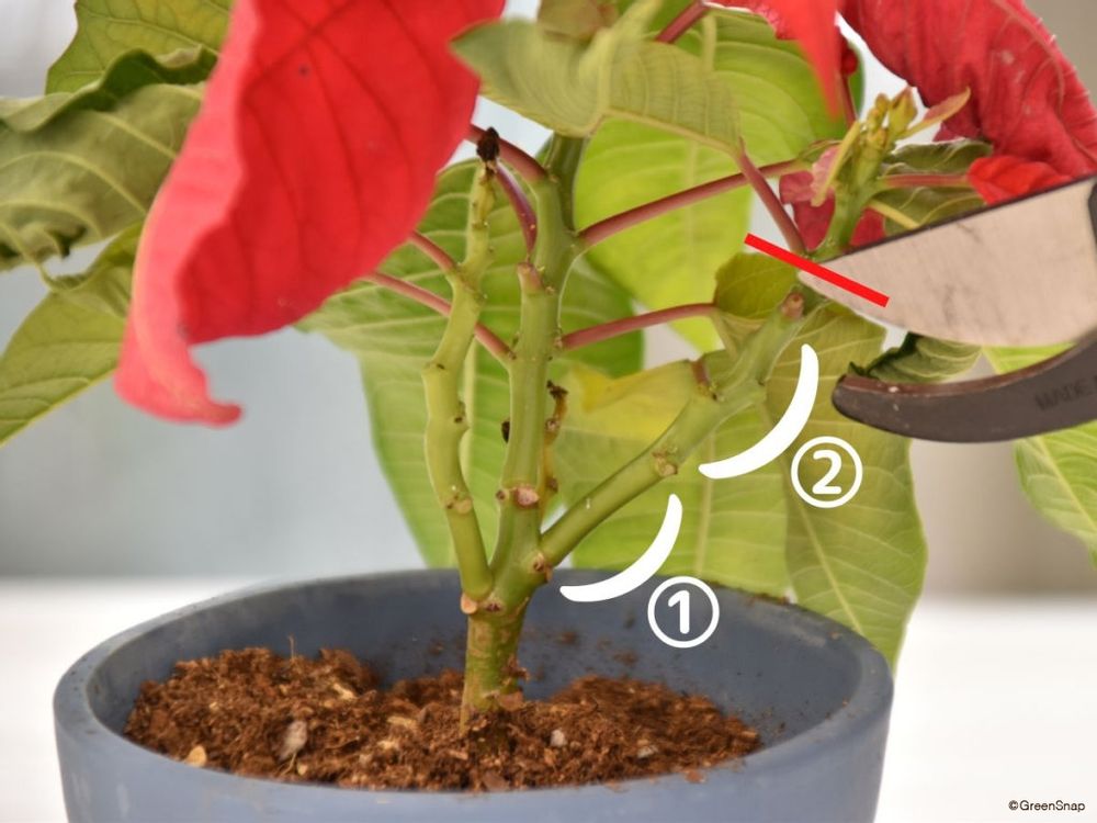 ポインセチアの剪定 2節目の上を切る