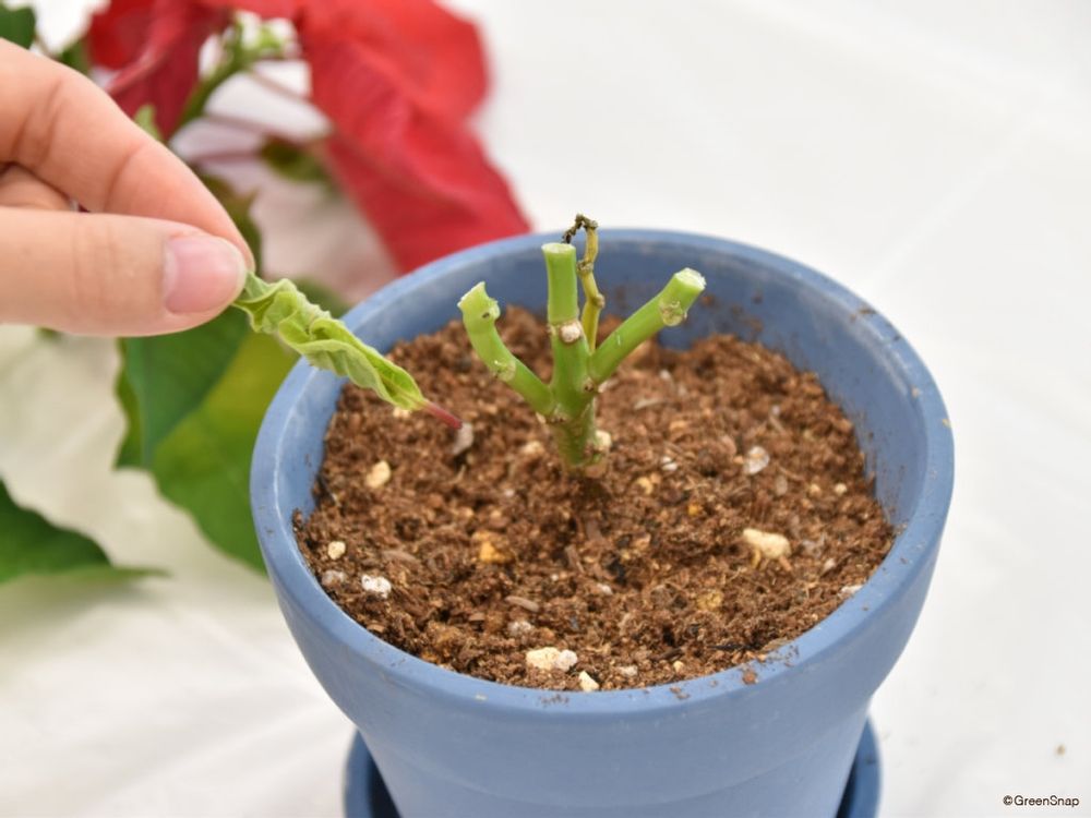 ポインセチアの剪定 枯れた葉は取り除く