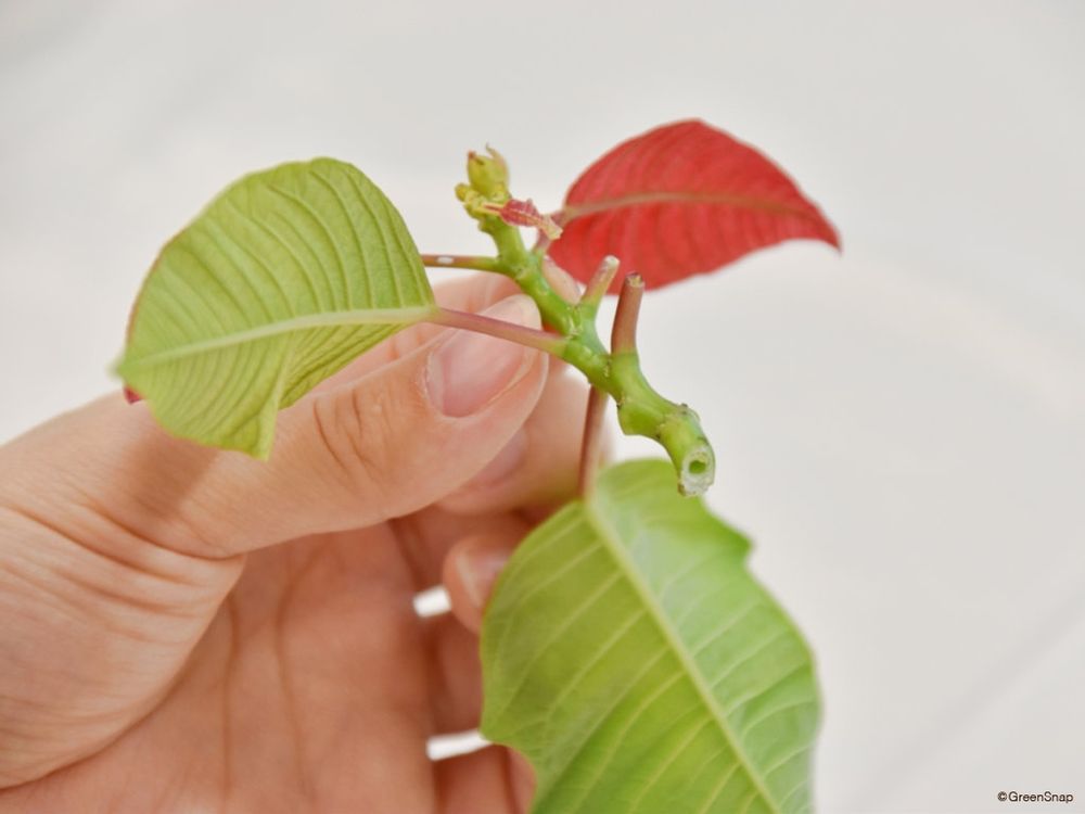 ポインセチアの剪定で出た枝 摘心に使用できる