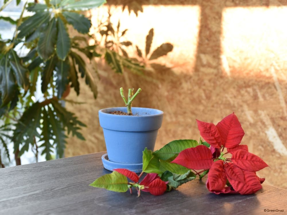 ポインセチアの剪定後 明るい日陰で管理する