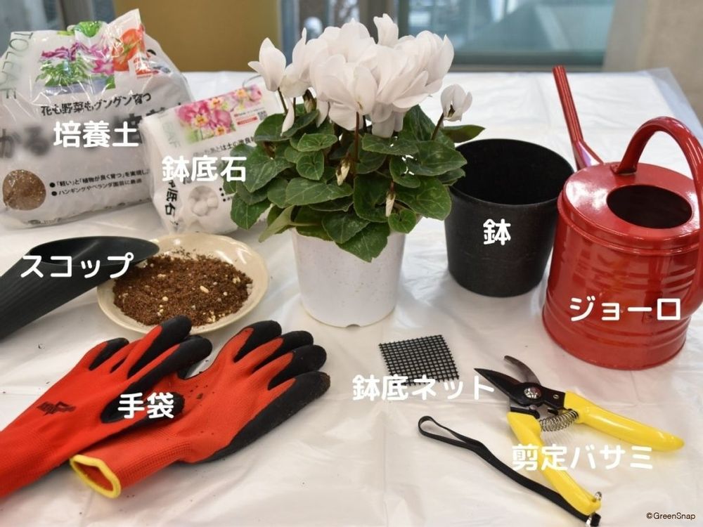 シクラメンの植え替えに必要な道具