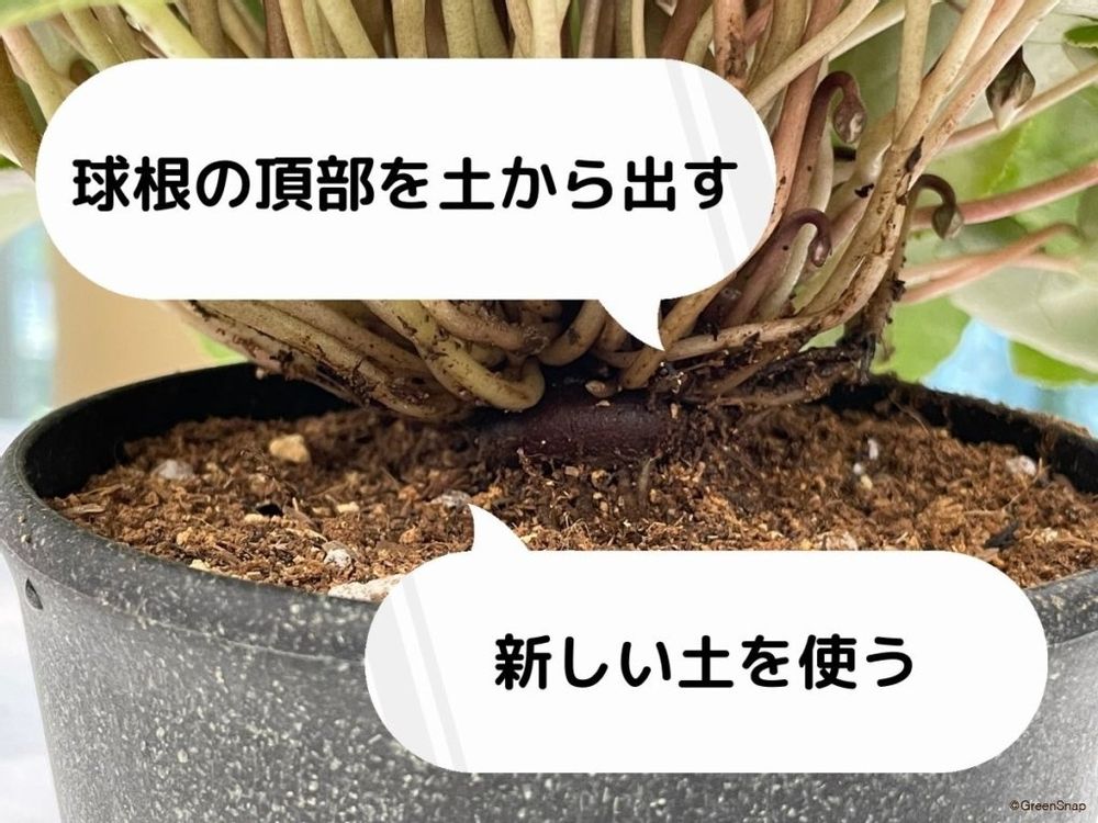 シクラメンの植え替えで失敗しないコツ