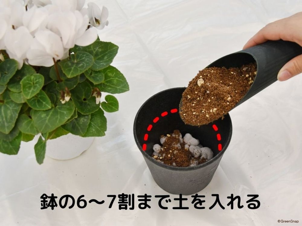 シクラメンの植え替え方法 土を入れる