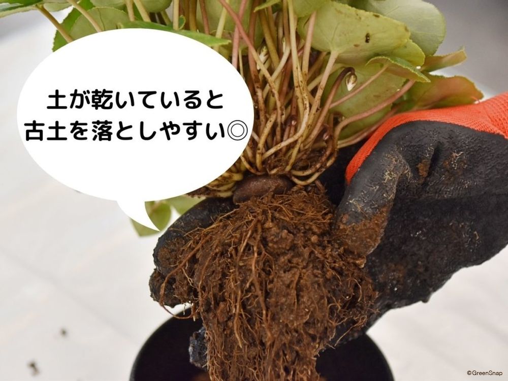 シクラメンの植え替え方法 古土をおとす