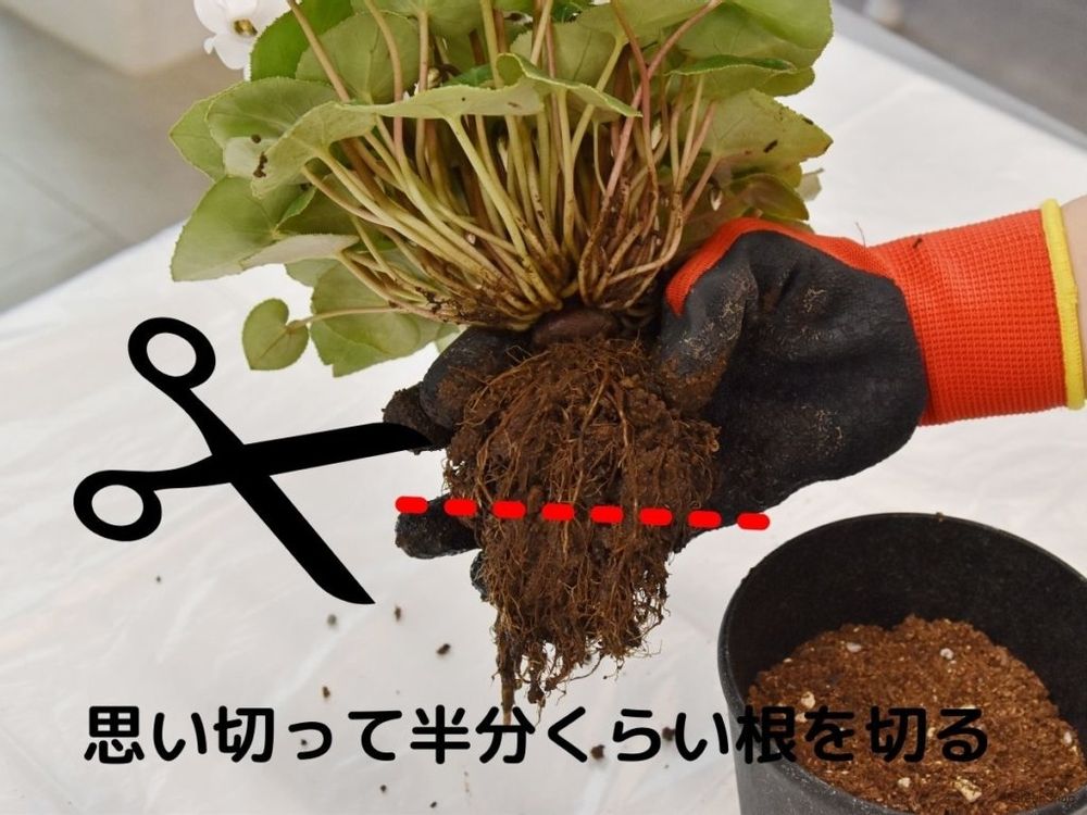 シクラメンの植え替え方法 根を半分ほど切る