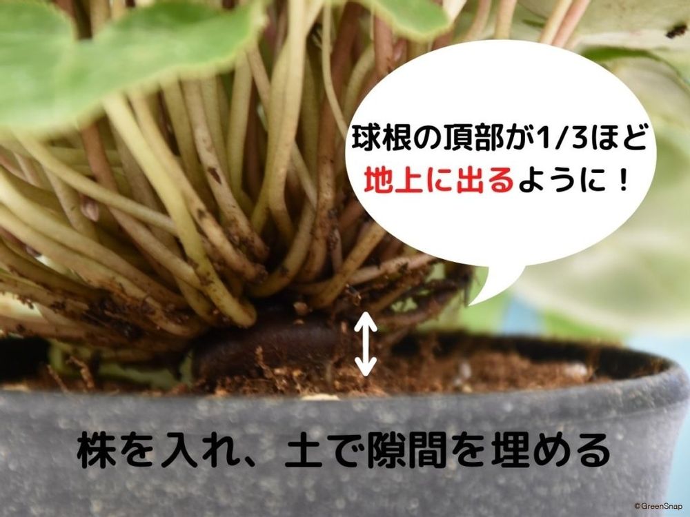 シクラメンの植え替え方法 球根の頂部を1/3ほど地上に出して植える