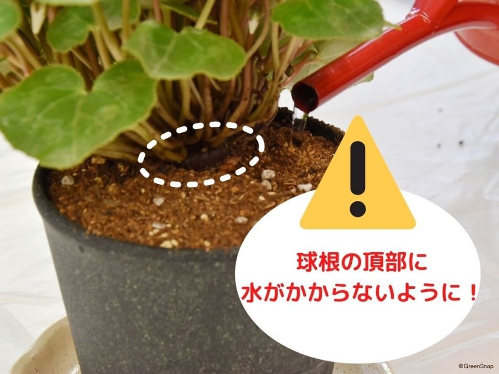 シクラメンの植え替え方法 球根に水がかからないように水やりする