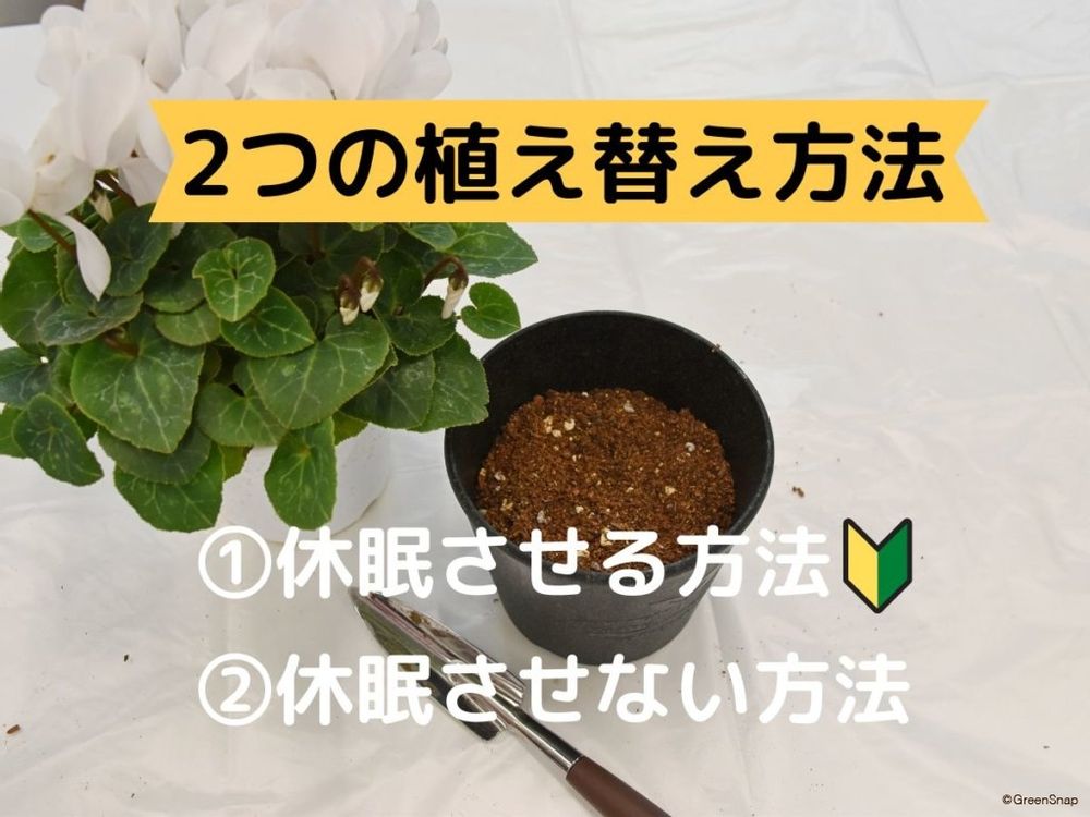 シクラメンの植え替え前にすべきこと 植え替え方法2パターン