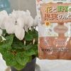 シクラメンの肥料のやり方｜やる時期と頻度が肝心！おすすめ肥料は？の画像