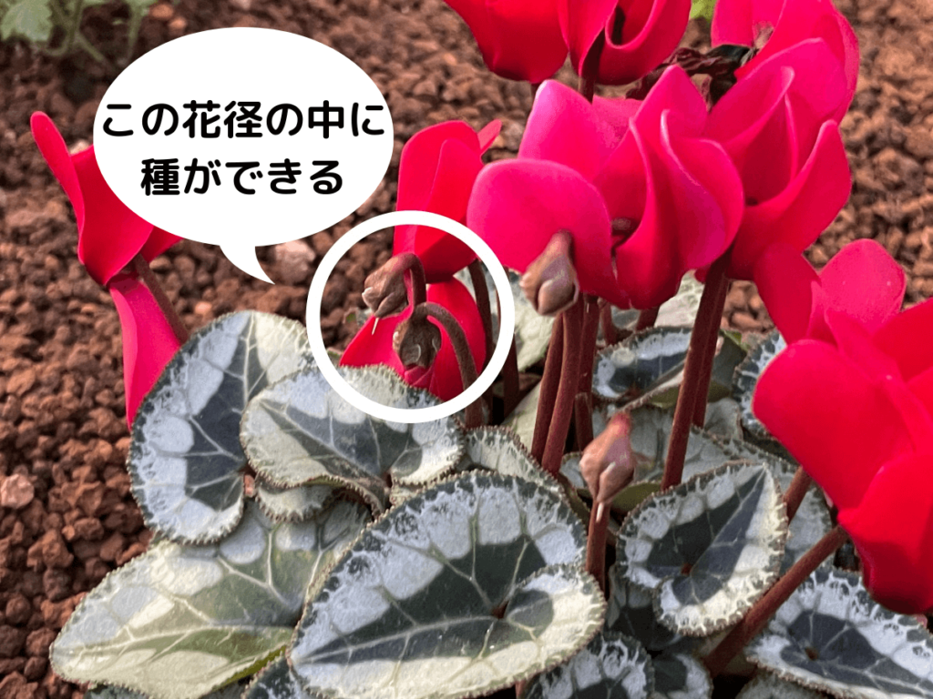 シクラメン　花が終わったら種ができる