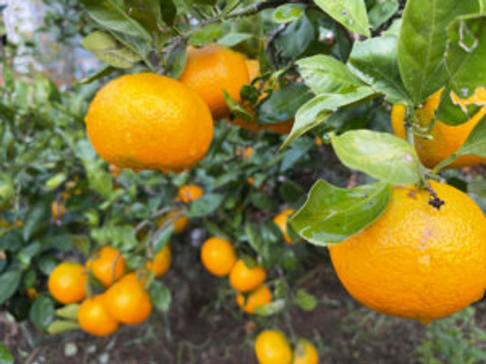 温州みかん　沢山