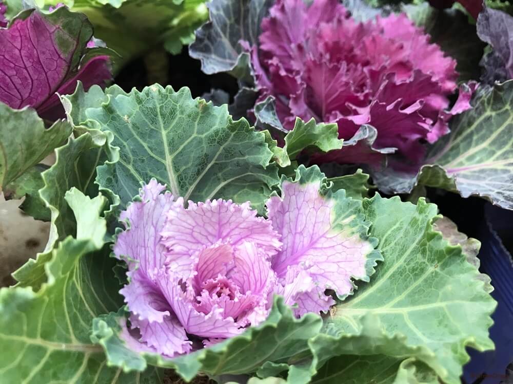 ハボタン 葉牡丹