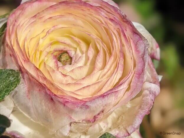 ラナンキュラス