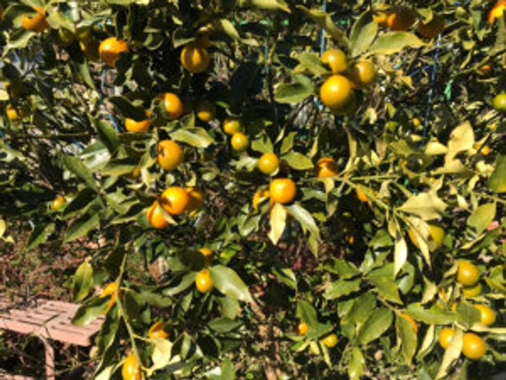 金柑　庭木