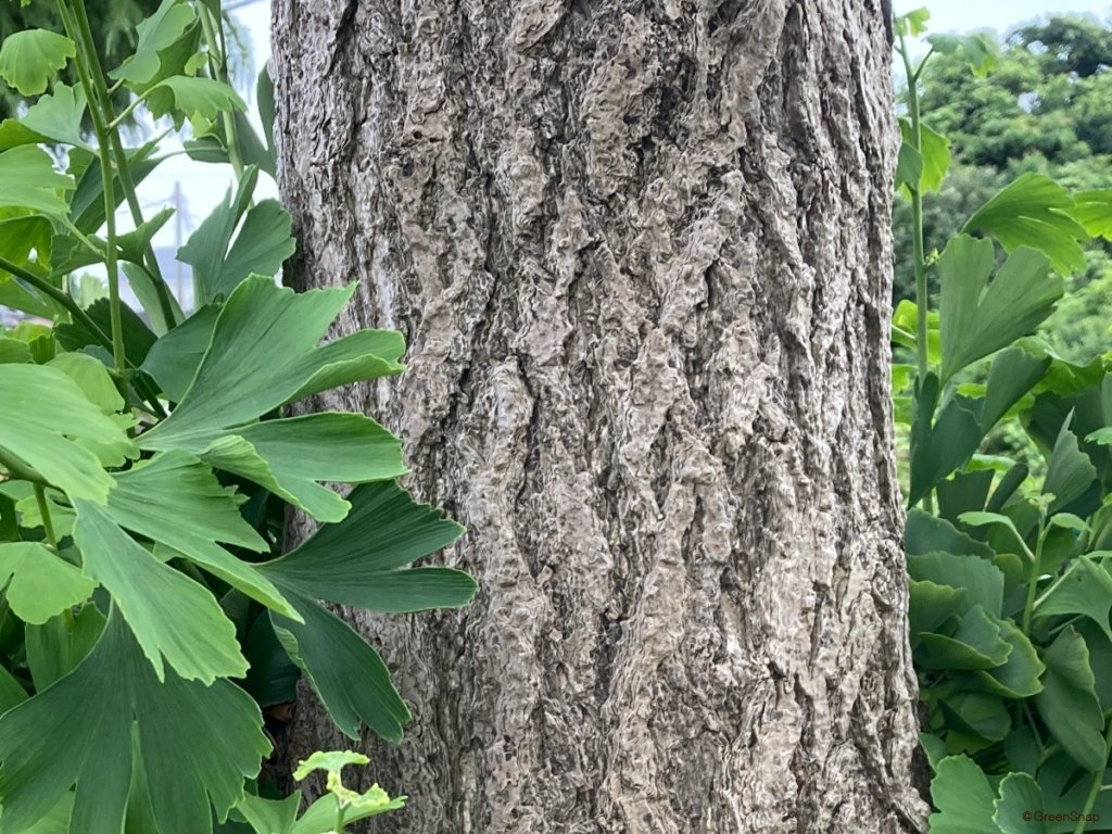 イチョウの木　樹皮