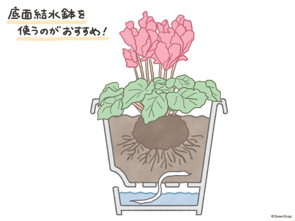 シクラメンの水やりは「底面給水鉢」を使うと簡単