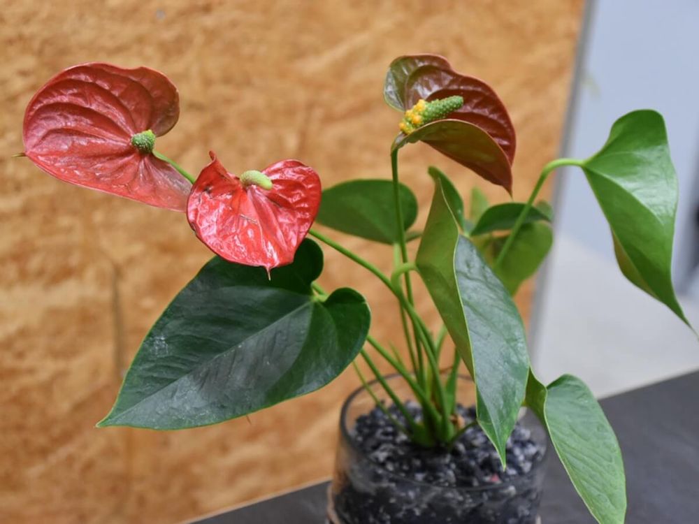 アンスリウム 室内におすすめの観葉植物