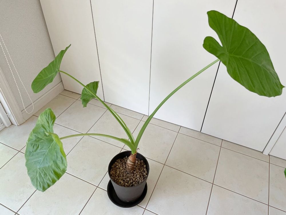 クワズイモ 室内におすすめの観葉植物