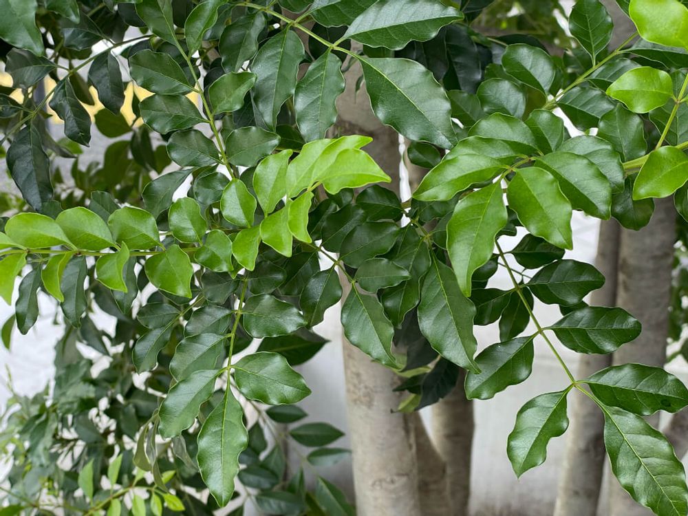コーヒーの木 室内におすすめの観葉植物