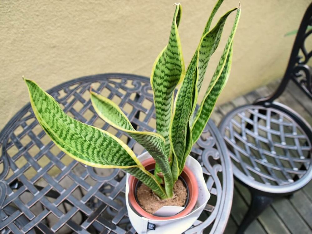 サンスベリア 室内におすすめの観葉植物