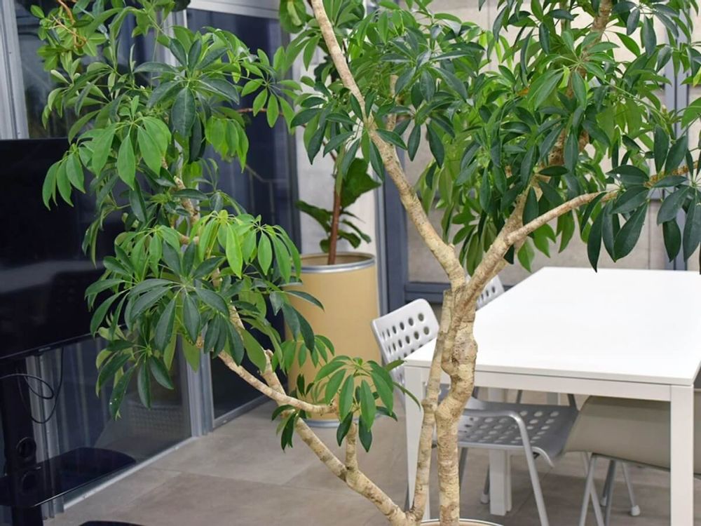 シェフレラ 室内におすすめの観葉植物