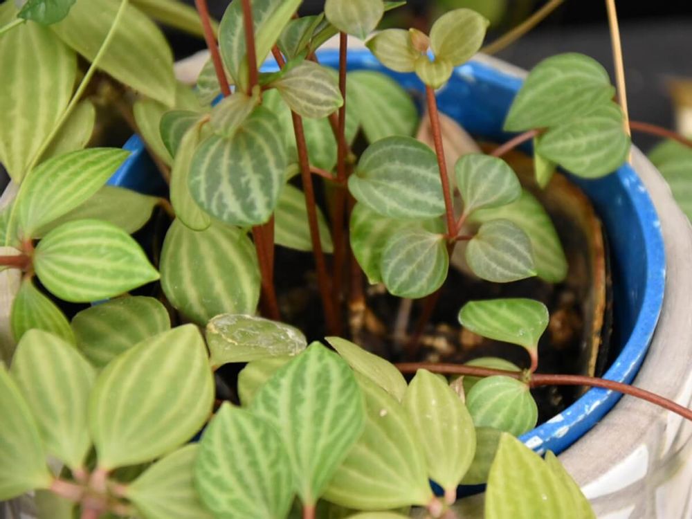 ペペロミア 室内におすすめの観葉植物