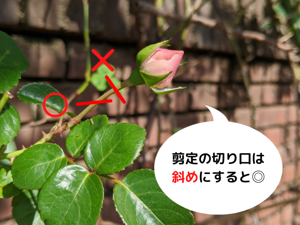 バラの剪定ポイント 切り口は斜めにする