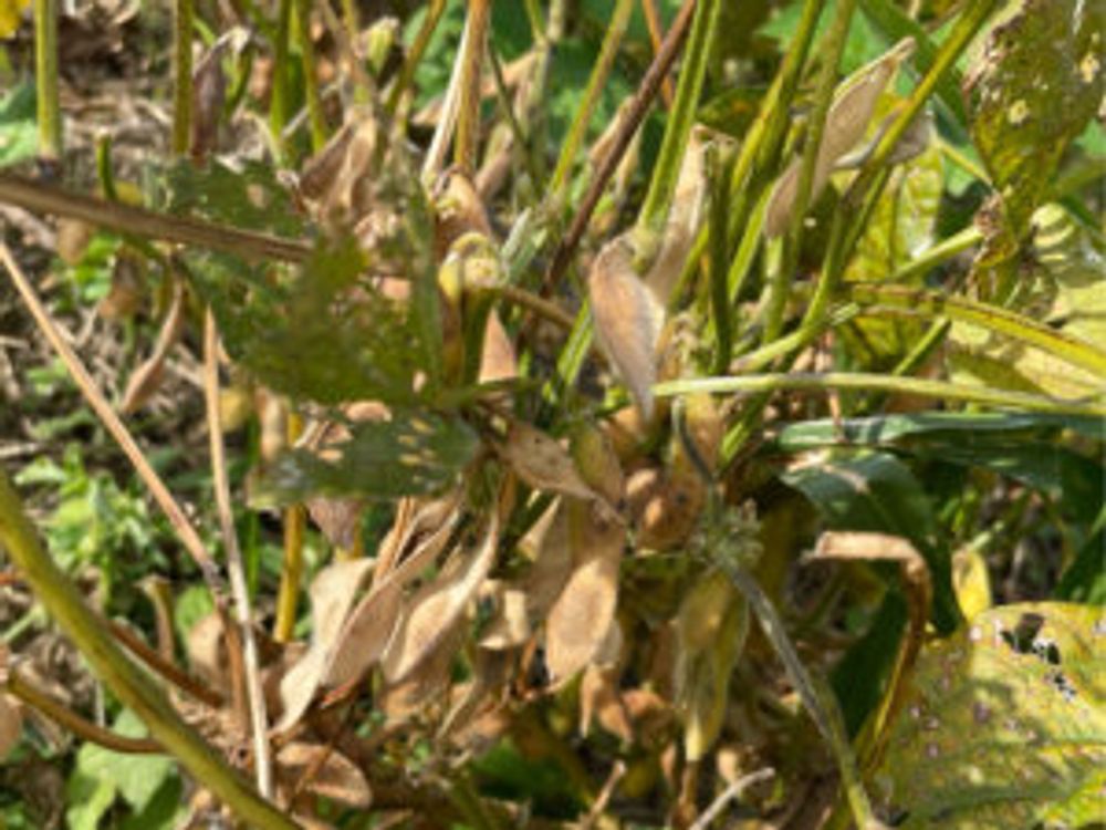 大豆　収穫　畑