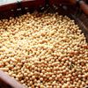 大豆の収穫時期はいつ？目安や方法、収穫後の処理の仕方は？の画像
