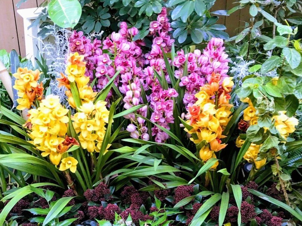 シンビジウム 洋ラン