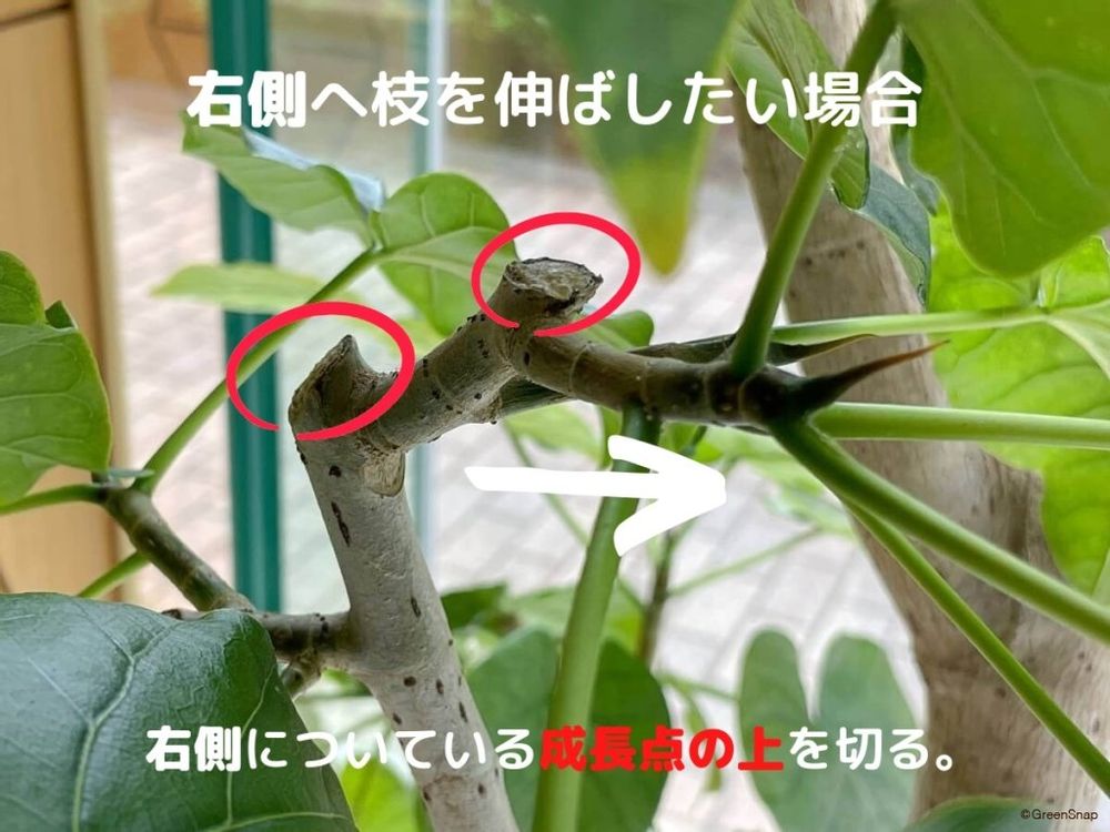 ウンベラータの剪定 樹形の作り方
