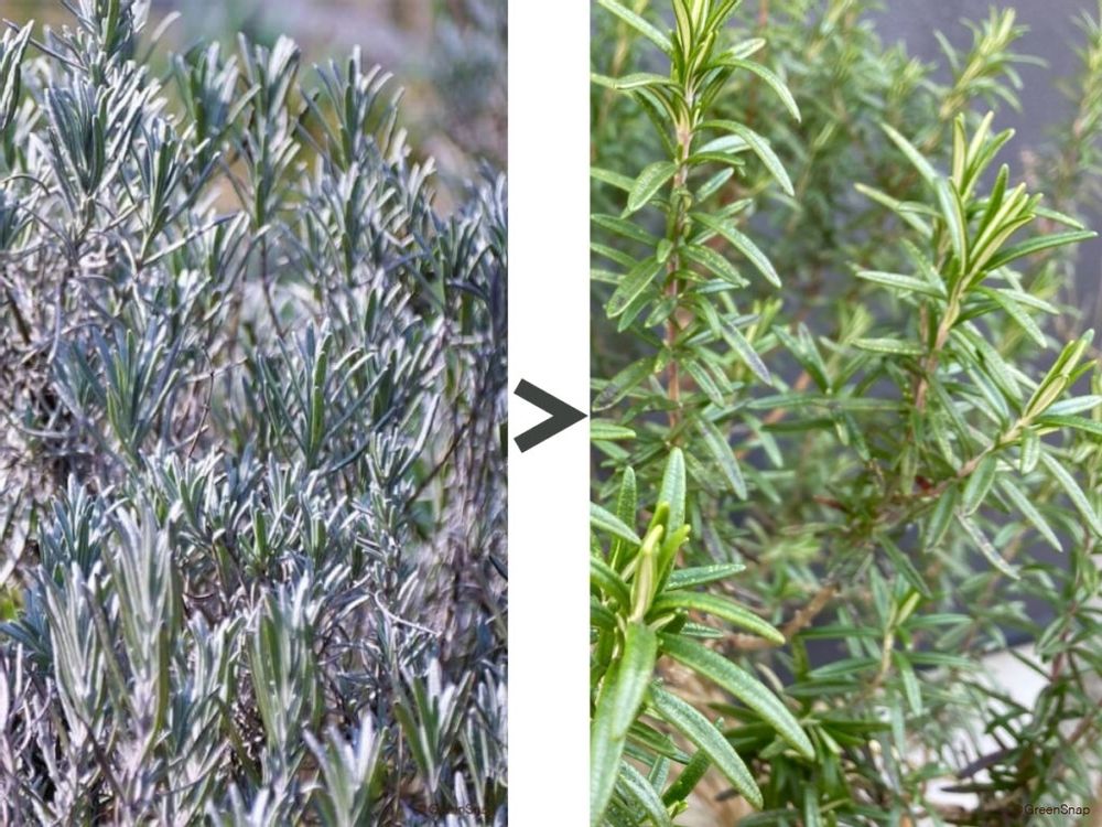 ローズマリーの木質化