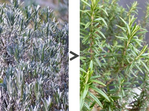ローズマリーの剪定を徹底図解 時期は収穫と同じ 木質化したらどうする Greensnap グリーンスナップ