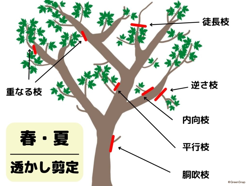 モミジの木の剪定 | 枝垂れモミジの剪定方法 図解入り – BDMC