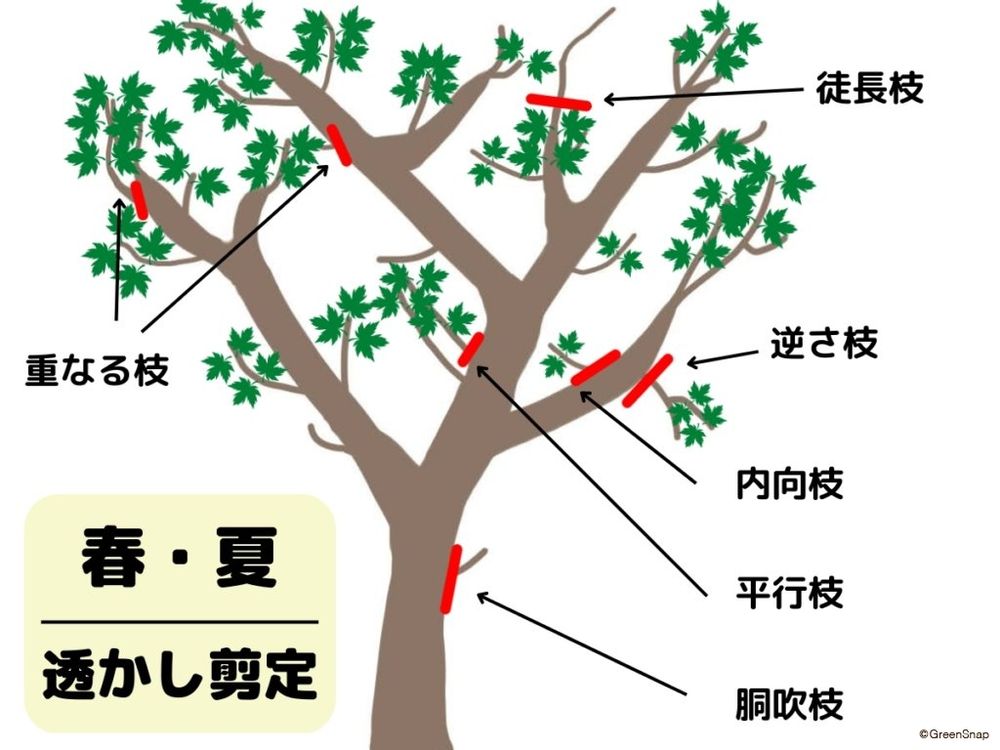 モミジの剪定(春・夏)
